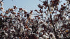 Past Tense Organic Cotton